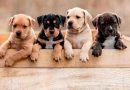 <strong>Las tres enfermedades más comunes en perros, ¿las conoces?</strong>