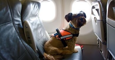 <strong>Viajar con perros y gatos en avión</strong>