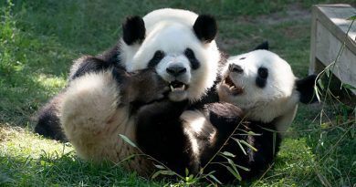 Una pareja de pandas llega al Zoo de Madrid